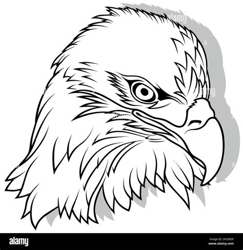 Drawing of Eagle Head Stock Vector Image & Art - Alamy