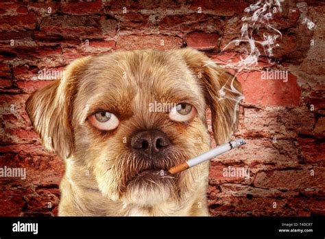 Mixed Breed Dog With Human Eyes And Burning Cigarette In Mouth