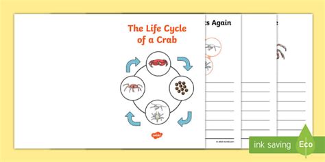 Red Crab Life Cycle Activity Booklet Professor Feito