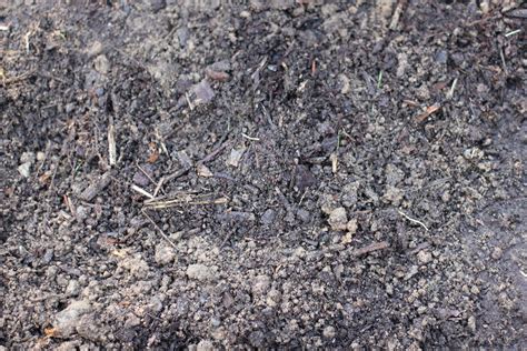 How to Grow Your Own Food: How to Plant Rhubarb - One Hundred Dollars a