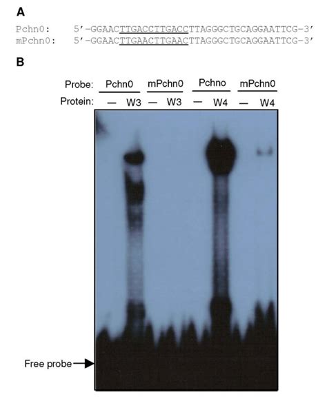 DNA binding activity of WRKY3 and WRKY4. A. Sequences of... | Download ...