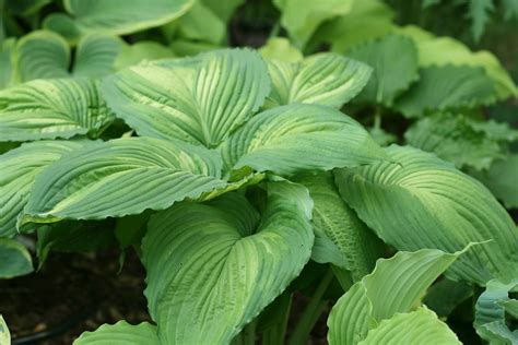 Cheesehead Gardening: Hosta 'War Paint'
