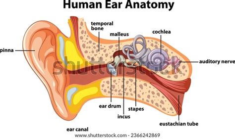 Detailed Diagram Illustrating Anatomy Human Ear Stock Vector (Royalty ...