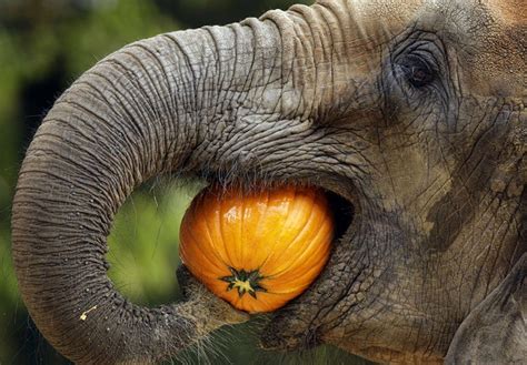elephants eat facts   diet   elephant