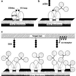 Model for proposed interactions between the virion envelope ...