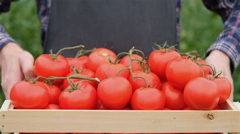 Farmer Businessman Growing Tomatoes Vegetable Business Greenhouse