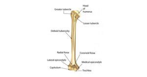 Humerus Bone Anatomy Location Function Samarpan Physio