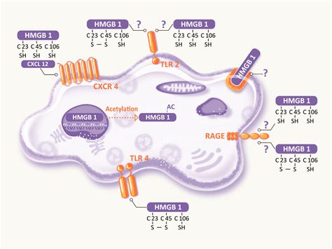 All Conditions Of Hmgb1