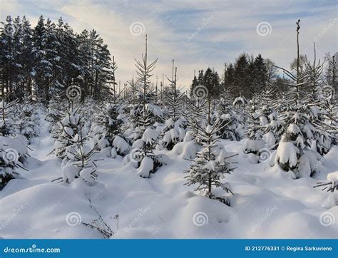 Rvores Congeladas Na Floresta Coberta De Neve Imagem De Stock