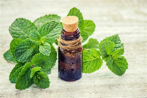 Olio Essenziale Di Menta Piperita Propriet E Utilizzo