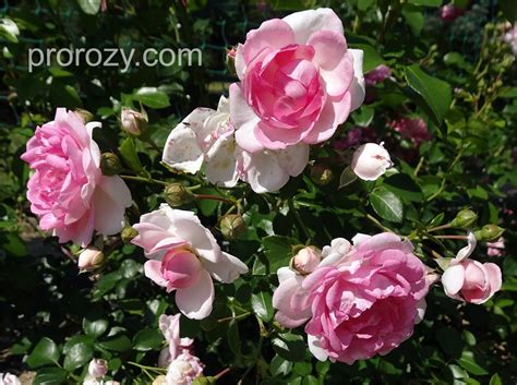jasmina-1 | Flowers, Rose, Plants