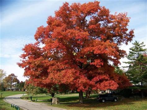 Quercus Coccinea Scarlet Oak Jim Whiting Nursery