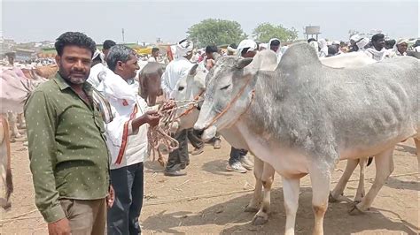 नागोरी स्पेशल होळी आणि धुलीवंदन चा विशेष व्हिडिओ नागोरी बैल राजूर बैल