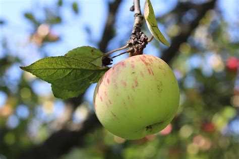 Manzana Fruta Árbol Foto gratis en Pixabay Pixabay