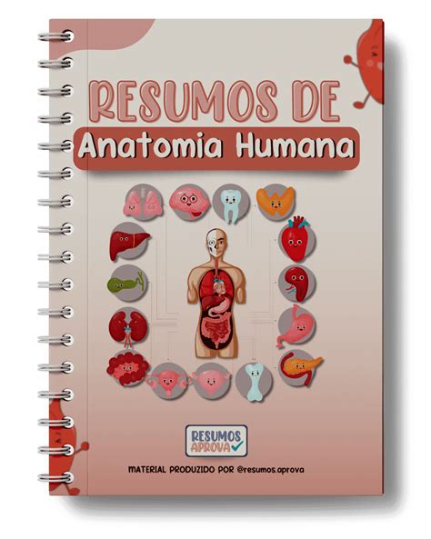 Resumo dos músculos do corpo humano anatomia Esquemas Anatomia