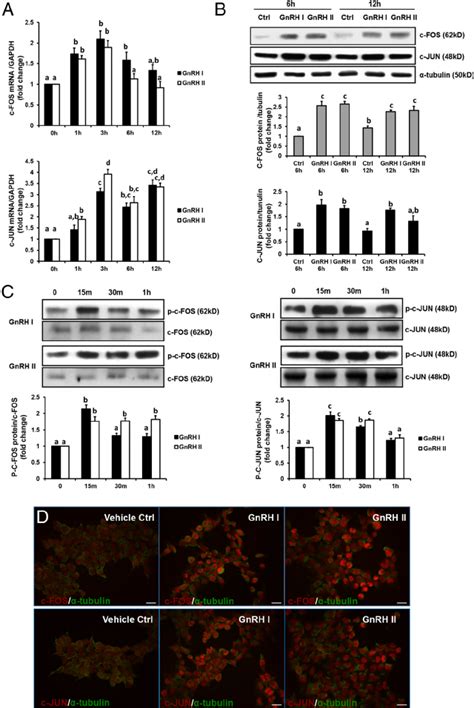 GnRH Stimulates The Expression Phosphorylation And Nuclear