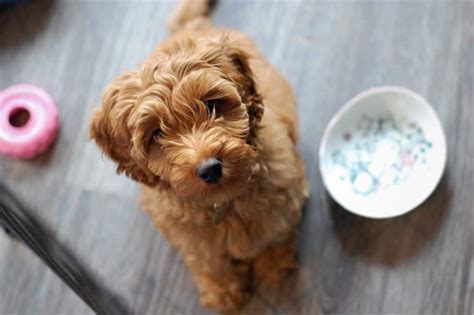 labradoodles hypoallergenic doggowner