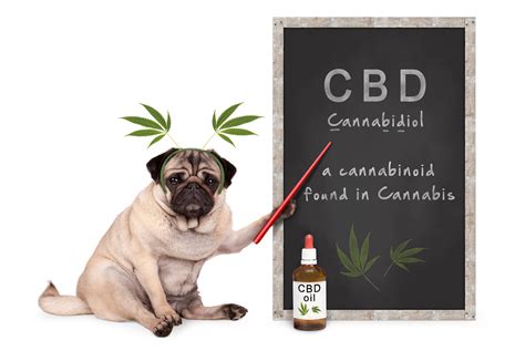 Celebrate National Pet Cbd Month With Paw Cbd American Spa