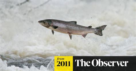 Salmon Numbers Leap To Reverse Two Decades Of Decline In Uk Rivers