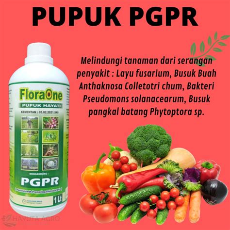 Jual Pupuk Pgpr Cair Liter Rhizobium Sp Cair Fungisida Hayati Cair