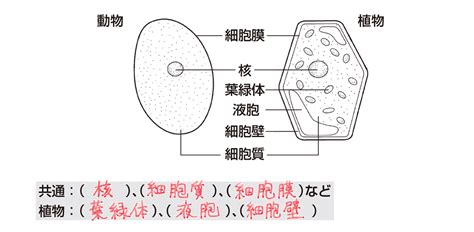 【中2理科】「動物と植物の細胞のつくり」 映像授業のtry It トライイット