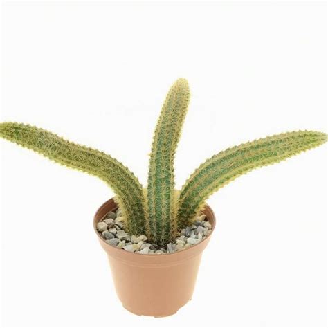 Hildewintera aureispina hybrid Helms Neue 8 cm. | Cactaceae - Giromagi ...