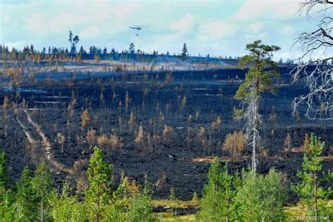 Los Incendios Provocan Críticas Por La Biodiversidad De La Industria