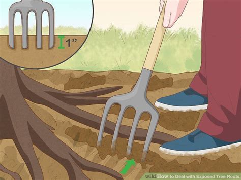 3 Ways To Deal With Exposed Tree Roots Artofit