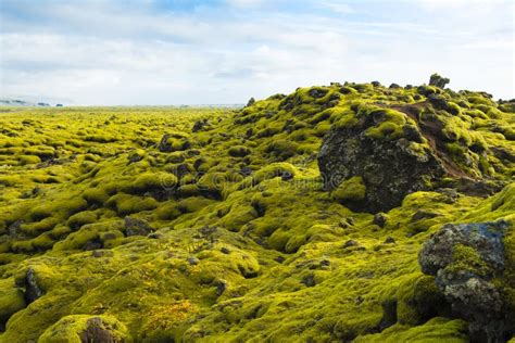 Icelandic Moss And Volcanic Rocks Iceland Stock Photo Image Of