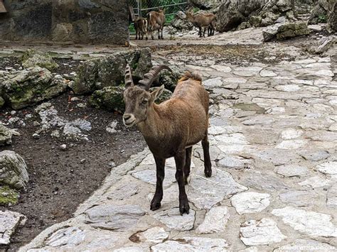 12 Things to Do in Brienz Switzerland | Touring Switzerland