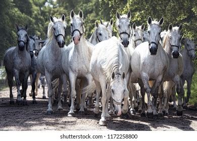 248 Kladruber Horse Images, Stock Photos & Vectors | Shutterstock