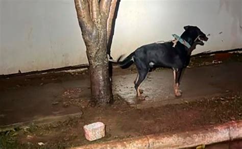 Morador Denunciado Por Maus Tratos A Cachorro Detido Em Nova Mutum