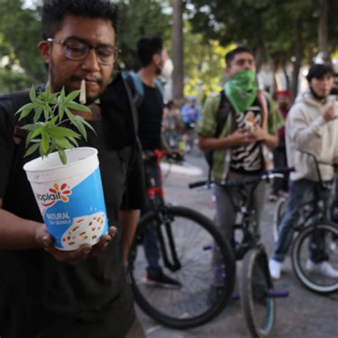 Postergaron Legalización Del Cannabis En México Y Esta Fue La Manera De Protestar Ciudad Cannabis