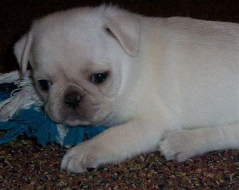 Cute White Pug Puppy Baby Pugs Pug Puppies Cute Pugs