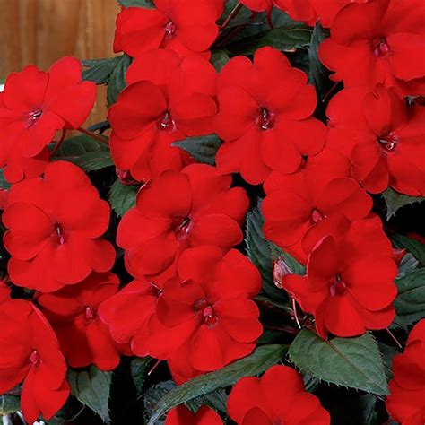 Impatiens Exotic Sunpatiens Compact Deep Red Ferry Morse