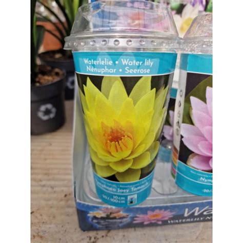 Водна лилия жълта от Plants.bg с отлична цена