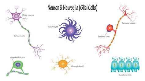 Neuron and Neuroglial Cells 8131494 Vector Art at Vecteezy 
