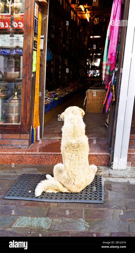 Leh. Ladakh. Himalayas, India Stock Photo - Alamy