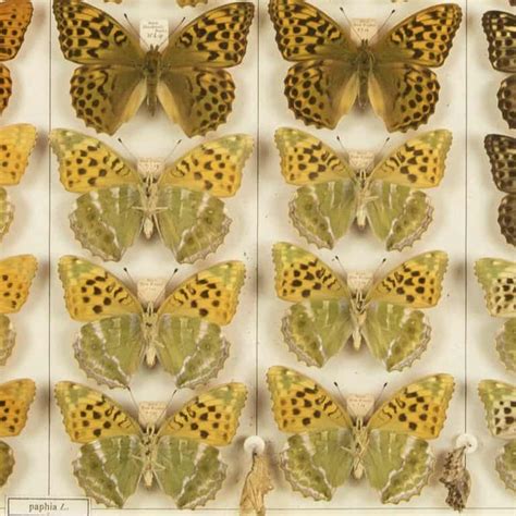 Cabinets Of Curiosity Activity 4 Camouflage And Mimicry In Nature