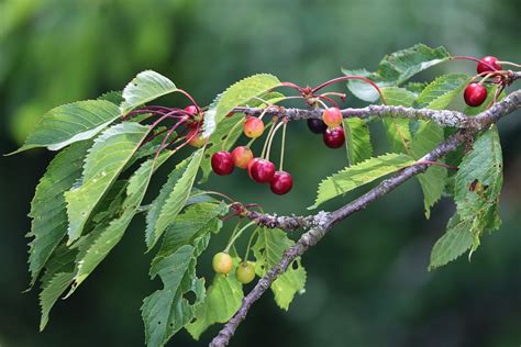 Cherries Cherry Tree Fruit - Free photo on Pixabay - Pixabay