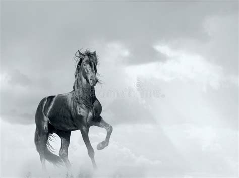 Rearing Black Horse Wallpaper