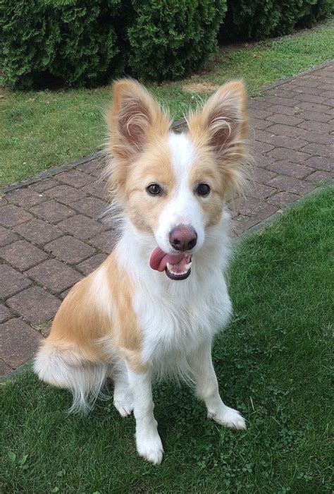 red border collie cute dogs  puppies