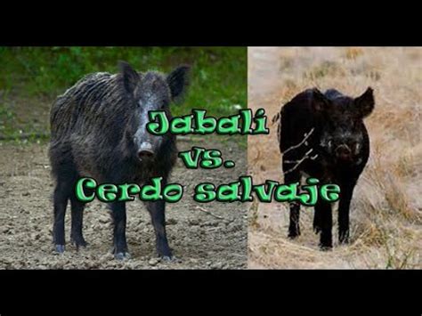 Jabalí vs Cerdo salvaje YouTube