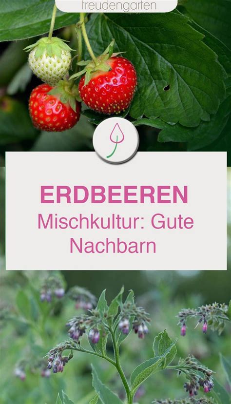 Mischkultur Beachten Das Sind Gute Nachbarn F R Erdbeeren Erdbeeren