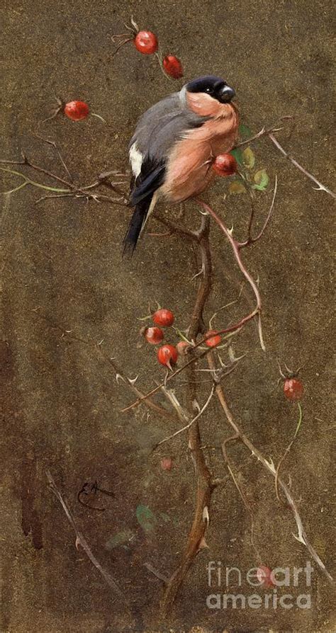 The Bullfinch Painting By Edwin John Alexander Fine Art America