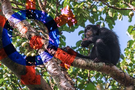 Var Ola Dos Macacos O Que Sintomas E Como Prevenir