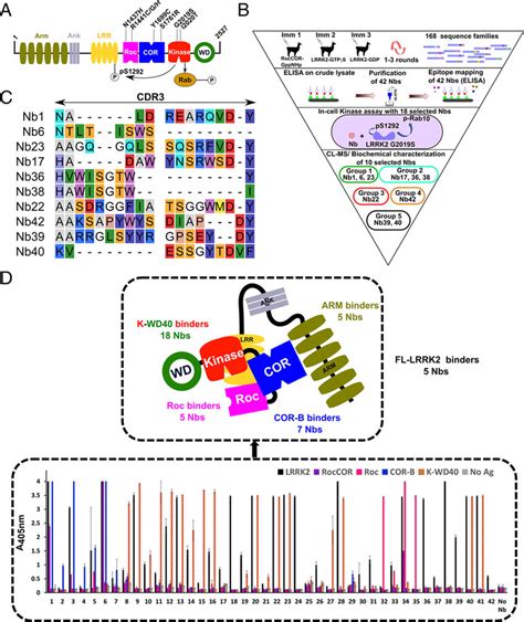 Identification Of Lrrk2 Targeting Nbs A Domain Arrangement Of Lrrk2