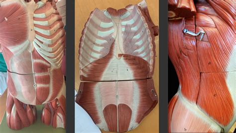 Muscles Of The Thorax Abdomen Diagram Quizlet