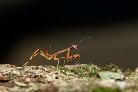 Praying Mantis Photos, Download The BEST Free Praying Mantis Stock ...