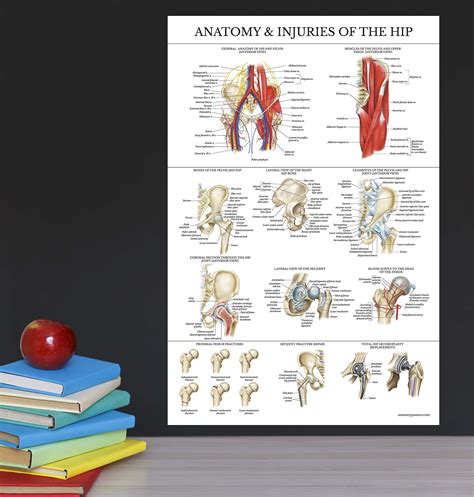 Laminated Anatomy And Injuries Of The Hip Poster Hip Joint Anatomical